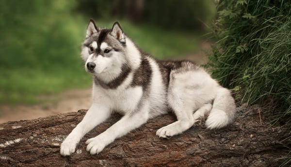 A siberian husky laying on a tree that has fallen over.