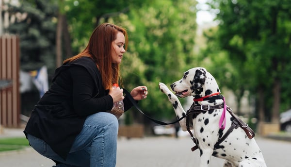 Dalmatian f=giving paw to owner on the street