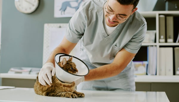 cat with cone around head being checked by a vet 