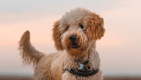 A goldendoodle on a beach at sunset.