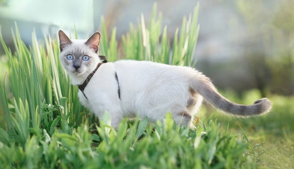 A white Siamese cat stood in grass and wearing a harness.