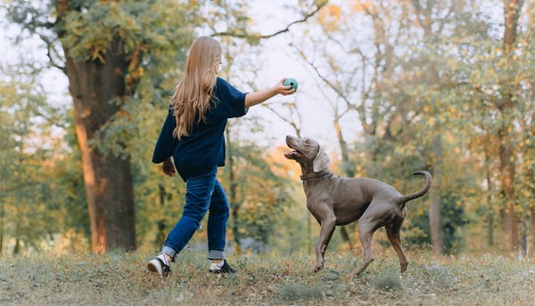 A woman and her weimaraner playing with a ball in a forest.