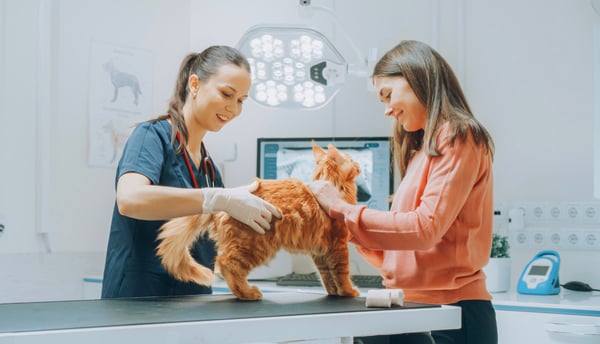 Ginger cat standing on vet table with vet and owner next to them