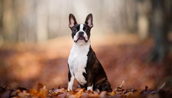 A boston terrier sitting amongst autumn leaves in a forest.