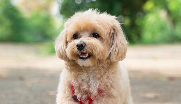 A cream coloured Maltipoo standing outside.