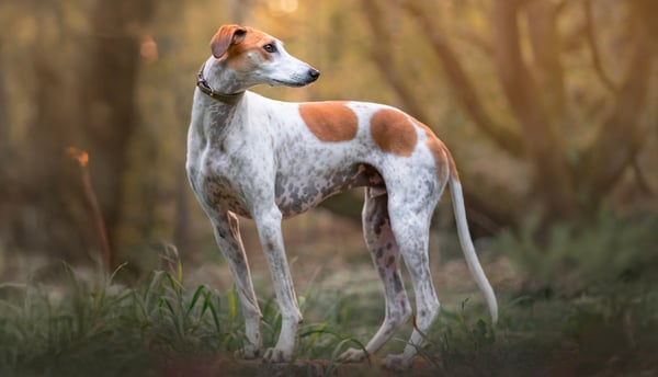 A lurcher dog standing in a forest.