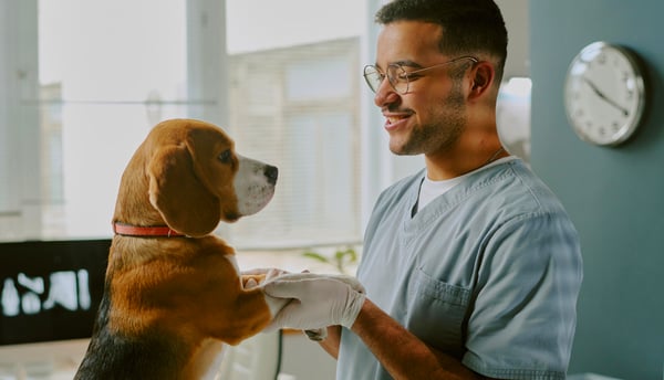 Beagle being checked by vet
