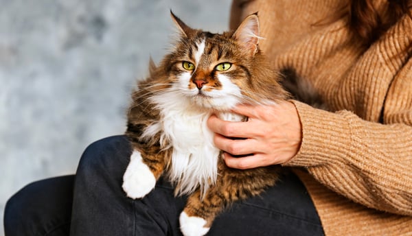 A siberian cat laying on its owners lap.