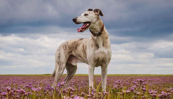 A lurcher standing in a field of flowers.