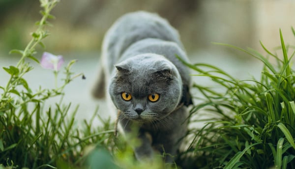 A Scottish Fold about to pounce.