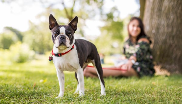 A boston terrier under a tree in a park with its owner.