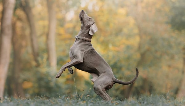 A weimaraner standing on its two back legs.