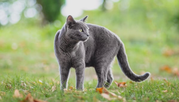 A russian blue outside on the grass.