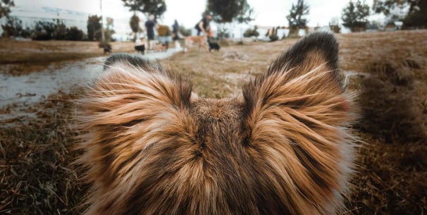 A close up of long haired dog ears