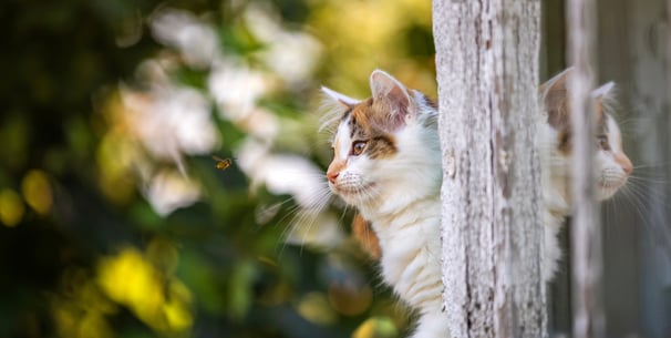 A cat peeking from behind a tree.