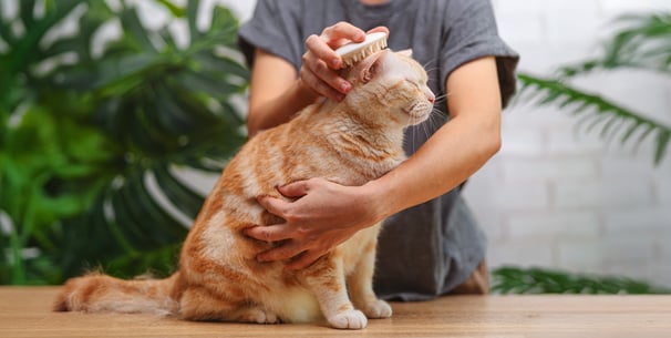 A ginger cat being brushed.