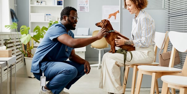 A vet crouched down looking at a dachshund. 
