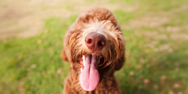 labradoodle with tongue out
