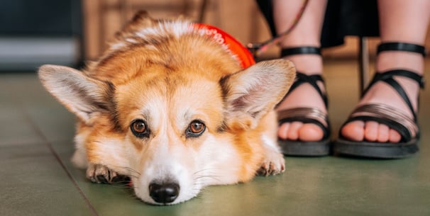 A corgi laying at the feet of their owner.