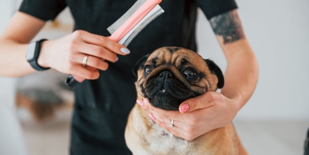 A Pug about to be groomed.