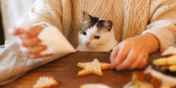 A cat sitting at a table wanting a star biscuit.