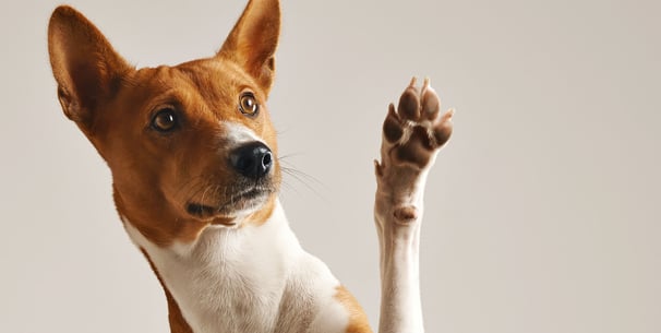 white and brown dog holding paw up