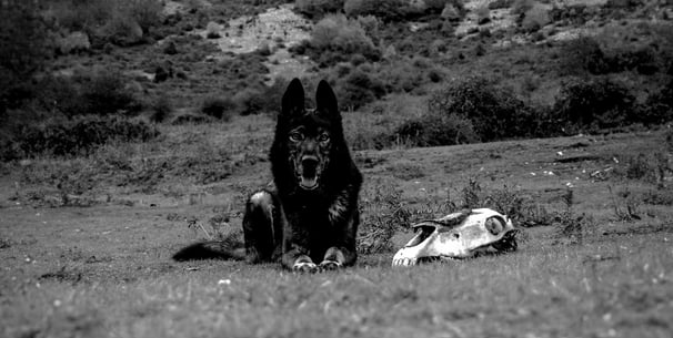 Big black dog sat in field next to animal skull