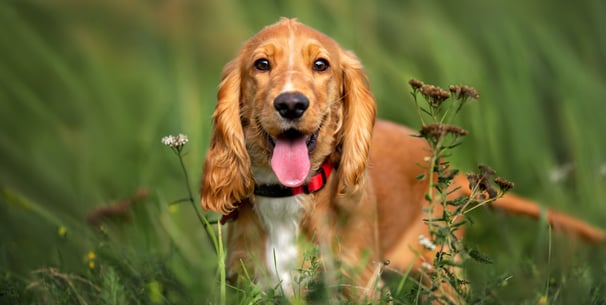 A close up of a spaniel.