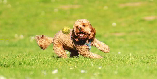 A Cavapoo chasing a tennis ball on grass.
