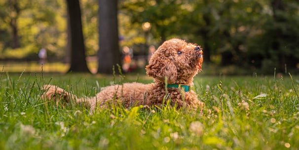 A brown Labradoodle sitting in grass.