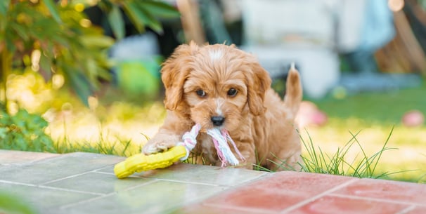 A puppy Cockapoo chewing on a toy.