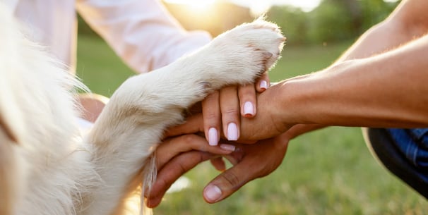 A golden retriever holding hands with his owners.