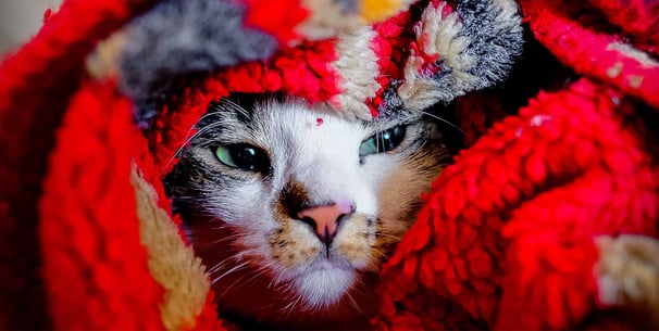 cat wrapped up in blanket