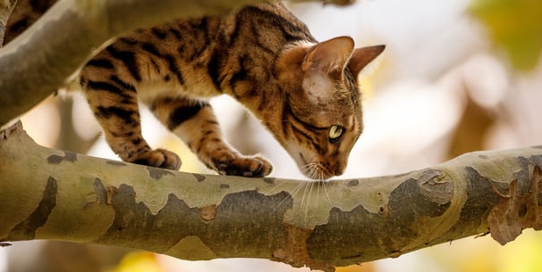 bengal walking on a tree branch