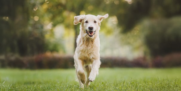 A golden retriever bounding through grass.