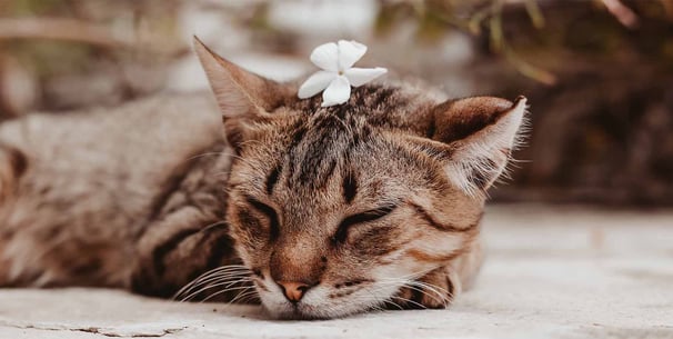 cat laying down sleeping with white flower on her head