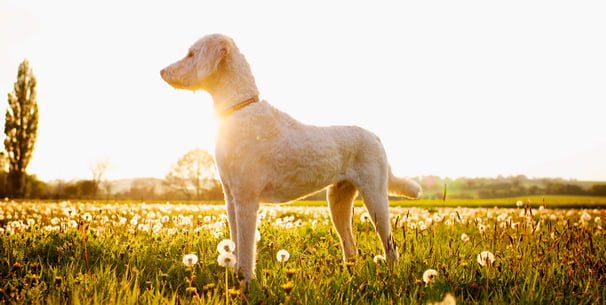 A labradoodle standing in a field of dandelions.