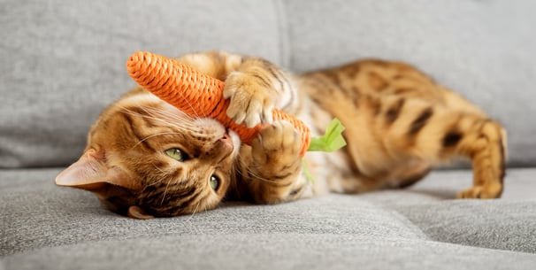 Tabby cat playing with eco friendly toy carrot