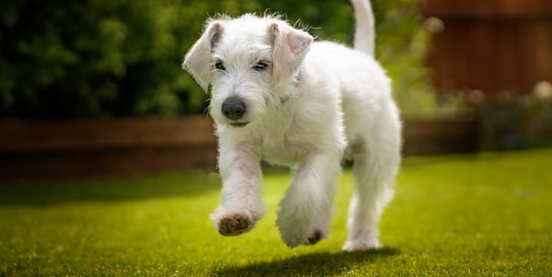 white Jackapoo running outside on grass