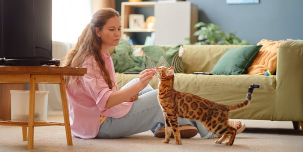 A woman sitting in her living room, feeding her Bengal cat a treat.