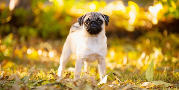 Pug standing on leaves with sun shining