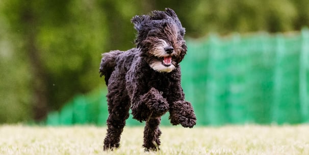 A black Labradoodle leaping through the air.