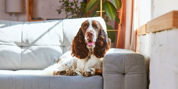 A springer spaniel sitting on a couch.