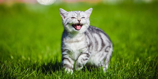 Grey tabby cat walking on grass meowing