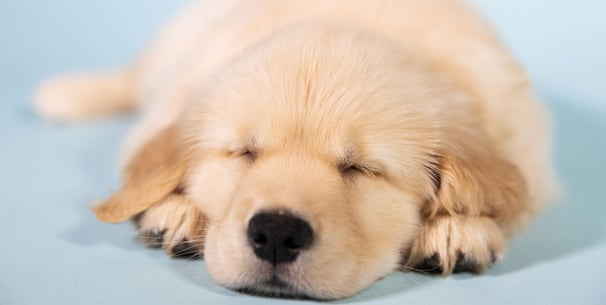 puppy labrador laying down sleeping