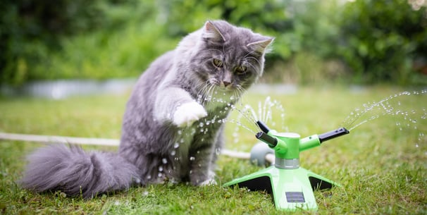 A grey cat playing with a water sprinkler outdoors.