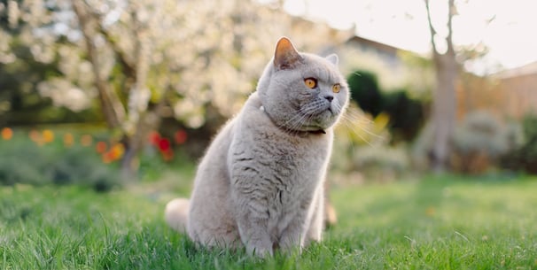 A british shorthair cat sitting outdoors on grass.