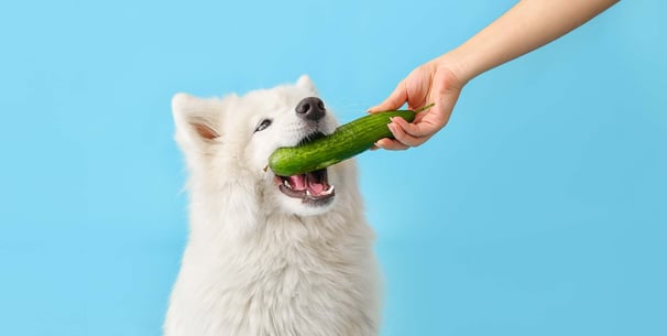 a samoyed being fed a cucumber