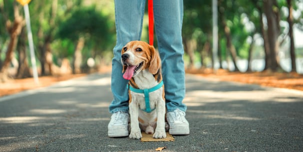 A Beagle stood between their owner's legs.