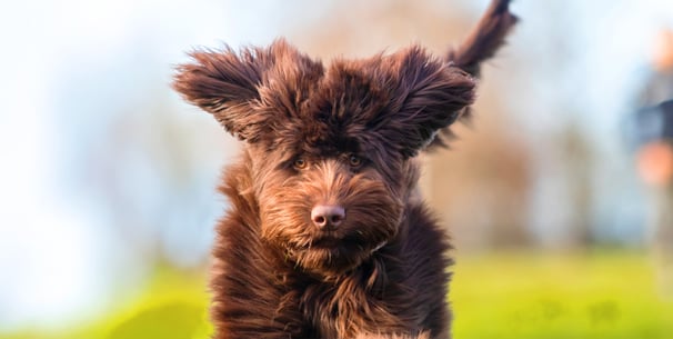 A chocolate brown Labradoodle leaping through the air.